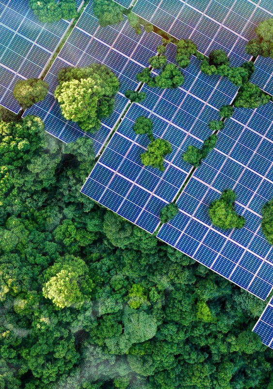 Solar panels next to plants seen from above
