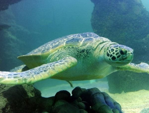 Giant Turtle at Merlin Sea Life Centre